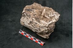 Foto (Seitenansicht) von Plantae indet.  (NHMW-GEO-2024-0188-11592)